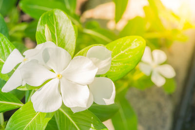 Close-up of white flowering plant