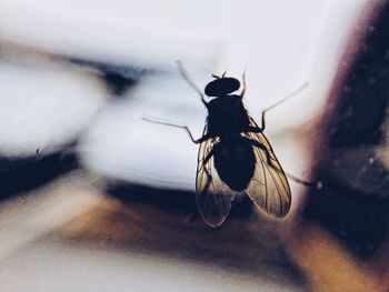 Close-up of fly