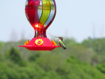 Hummingbird perching on bird feeder against sky