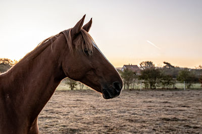 Horse standing in ranch