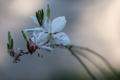 Close-up of white cherry blossoms in spring