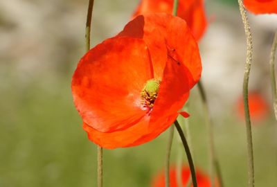 Close-up of orange poppy