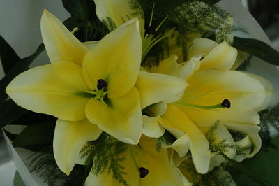 Close-up of yellow flowers