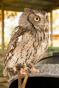 Close-up portrait of owl perching outdoors