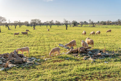 Sheep grazing in field