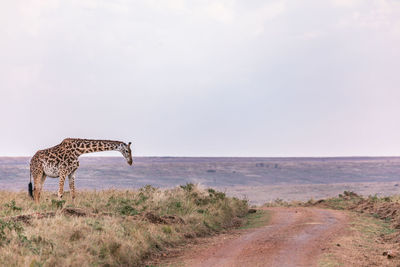 View of giraffe against clear sky in the  game reserve park in narok county in kenya maasai mara