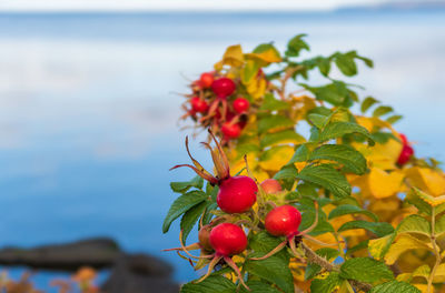 Close-up of red berries growing on plant against sky