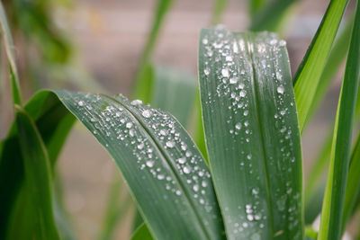 Close-up of wet plant leaves during rainy season