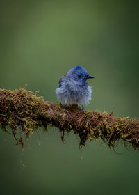 Close-up of bird perching on branch