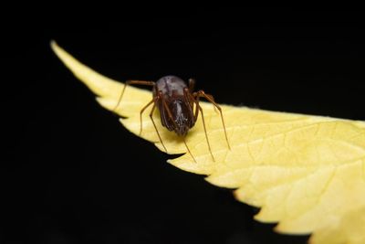 Close-up of insect over black background