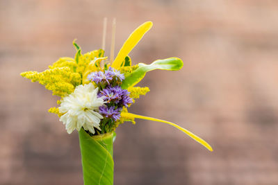 Close-up of yellow flowering plant