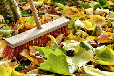 Broom amidst fallen leaves in back yard