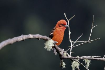 Close-up of bird perching on twig