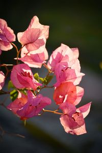 Close-up of pink rose blooming