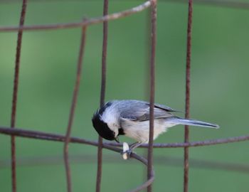 Close-up of bird perching on leaf