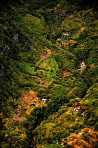 High angle view of trees on landscape