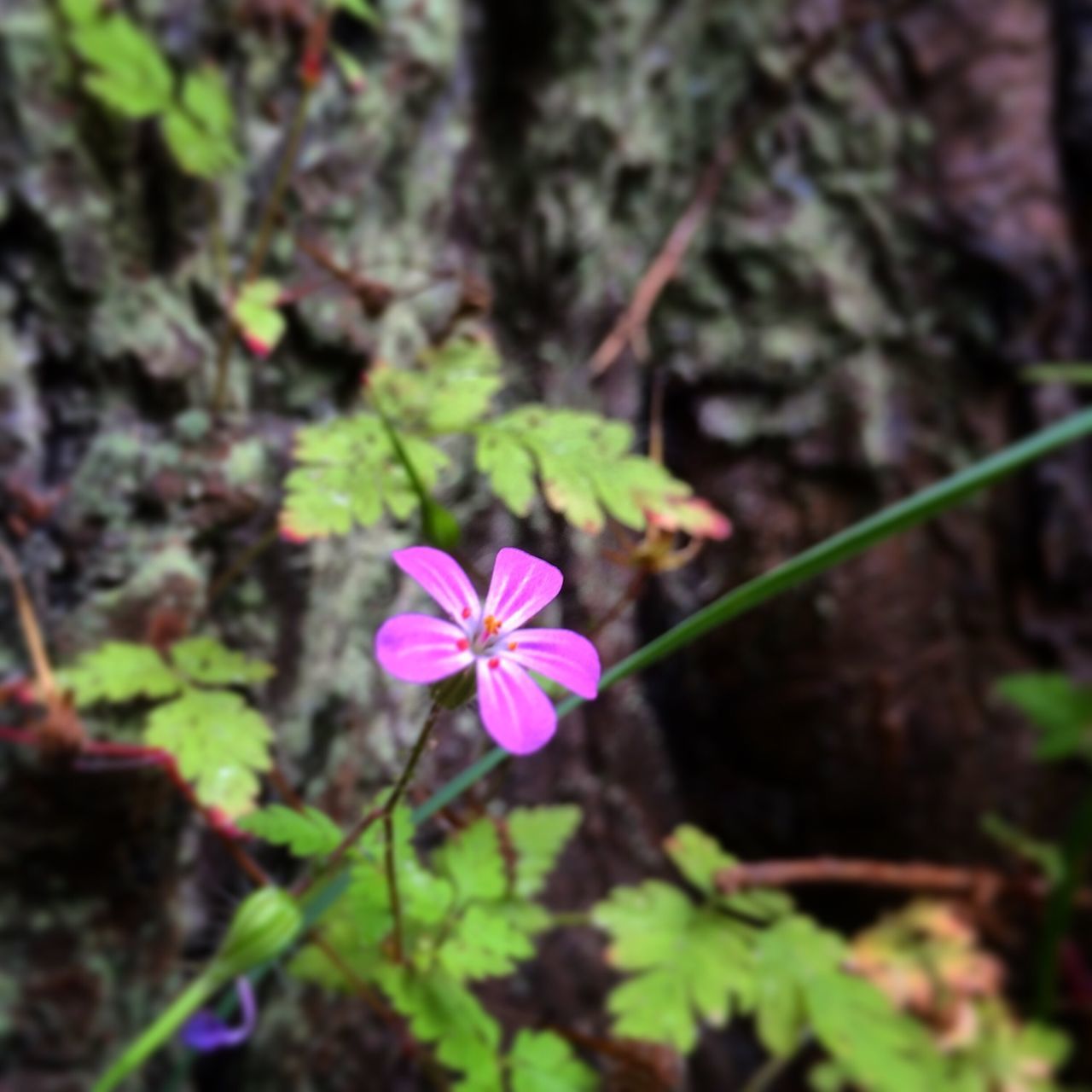 flower, freshness, growth, fragility, petal, beauty in nature, flower head, blooming, pink color, nature, plant, focus on foreground, close-up, purple, in bloom, blossom, stem, leaf, green color, outdoors