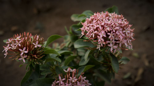 Close-up of pink flowering plant