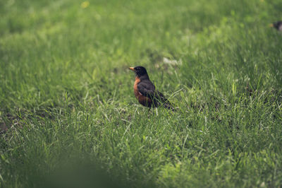 Bird on grassy field