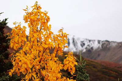 Close-up of yellow flowers against clear sky