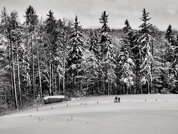 View of trees on snow covered landscape