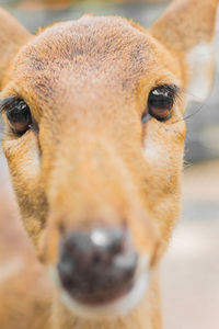 Close-up portrait of dog