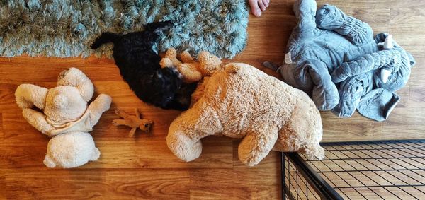 High angle view of dog lying down on floor