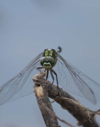 Close-up of dragonfly on plant against sky