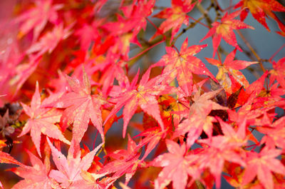 Full frame shot of red maple tree during autumn