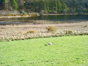 Scenic view of tree on grass