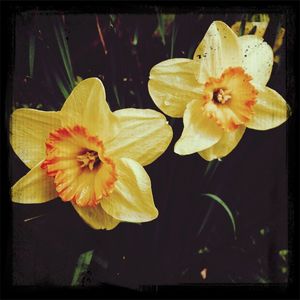 Close-up of yellow flower