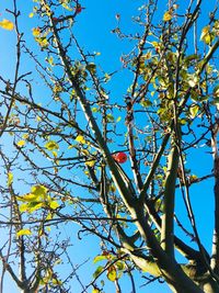 Low angle view of flowering tree against blue sky