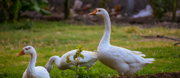Swans in a field