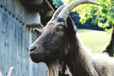 Close-up of goat looking away