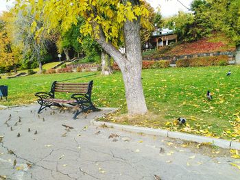 Trees and grass in park