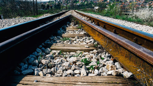 Railroad tracks amidst trees