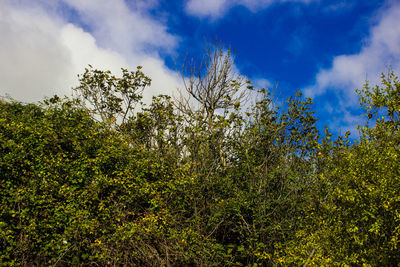 Low angle view of trees against sky