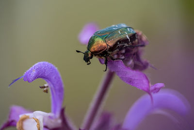 Close-up of insect on flower