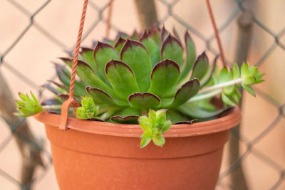 Close-up of potted plant