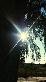 Low angle view of tree against sky