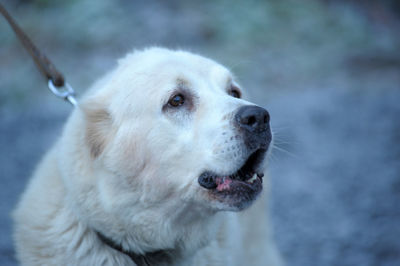 Close-up of dog looking away