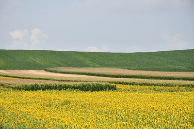 Scenic view of field against sky