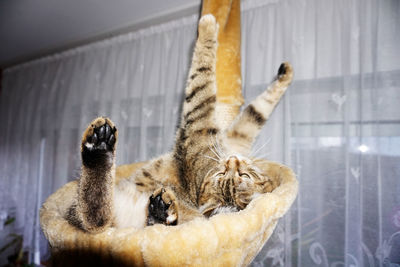 Close-up of cat lying on floor