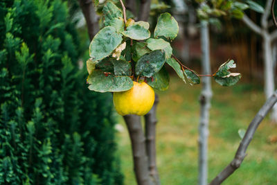 Close-up of fruit growing on tree