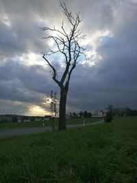 Bare tree on grassy field against cloudy sky