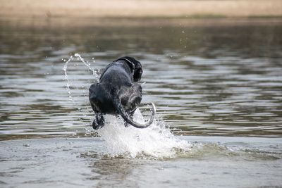 Dog on a lake