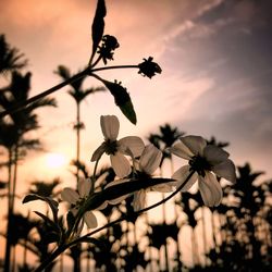 Low angle view of silhouette tree against sky