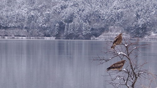 View of birds on lake during winter