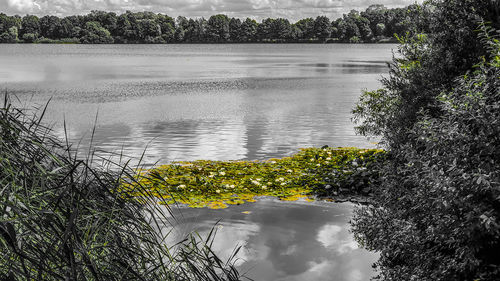 Scenic view of lake by trees