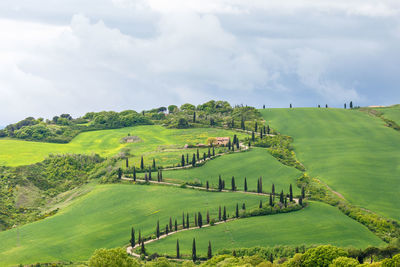 Scenic view of agricultural field against sky